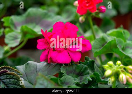 Fleurs de géranium rose vif en pots de fleurs dans une serre Banque D'Images