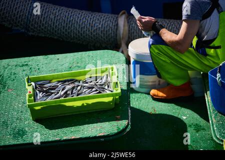 Anchois fraîchement pêchés sur le bateau de pêche, Bermeo, Gascogne, pays Basque, Euskadi, Euskal Herria, Espagne, Europe. Banque D'Images