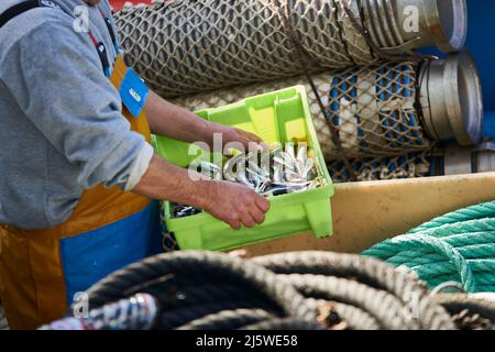 Anchois fraîchement pêchés sur le bateau de pêche, Bermeo, Gascogne, pays Basque, Euskadi, Euskal Herria, Espagne, Europe. Banque D'Images