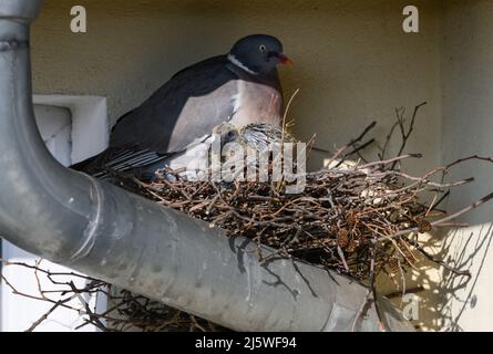 Dresde, Allemagne. 26th avril 2022. Un pigeon femelle est assis avec sa progéniture dans un nid sur une gouttière sous un toit en toit. Crédit : Robert Michael/dpa/Alay Live News Banque D'Images