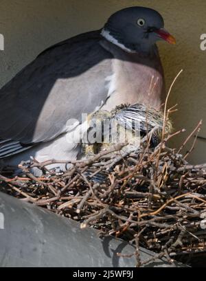 Dresde, Allemagne. 26th avril 2022. Un pigeon femelle est assis avec sa progéniture dans un nid sur une gouttière sous un toit en toit. Crédit : Robert Michael/dpa/Alay Live News Banque D'Images