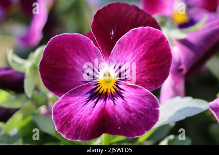 gros plan d'un violet corned Banque D'Images