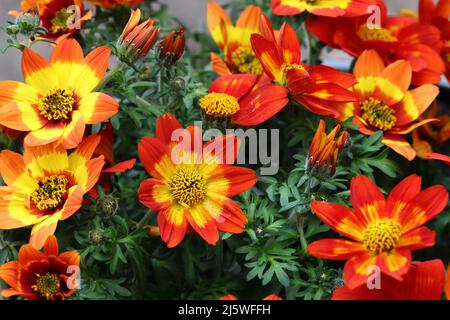 gros plan de fleurs jaune-rouge bicolore de bidens ferulifolia brazen Banque D'Images