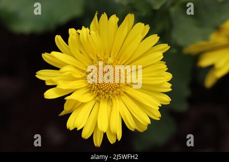 gros plan d'une belle fleur de doronicum jaune avec vue d'en haut Banque D'Images