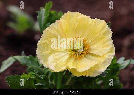 gros plan d'un coquelicot jaune vif dans un lit de jardin avec vue sur la fleur entièrement ouverte Banque D'Images