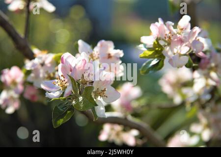 fleur d'arbre de pomme Banque D'Images