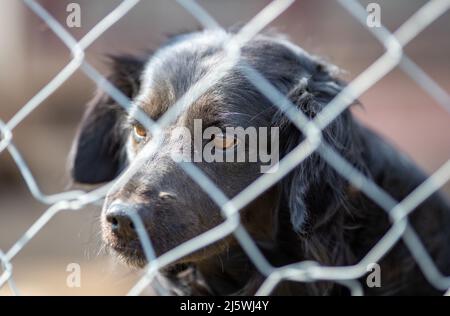 Mignon chien abandonné debout derrière les barreaux en asile pour les vagabonds Banque D'Images