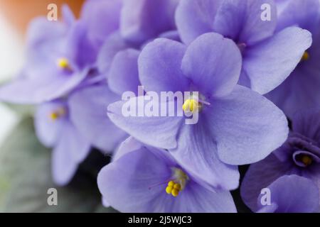 Gros plan sur des violettes en fleurs Banque D'Images