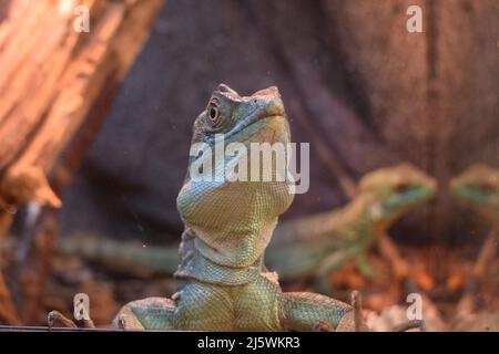 Le basilisque plubé (Basiliscus plugifrons), aussi appelé communément le basilisque vert, le basilisque à double crête, ou lézard de Jésus-Christ, est un sp Banque D'Images