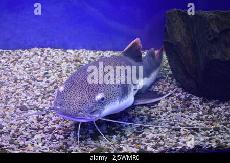 Poisson-chat rouge (Phractocephalus hemioliopterus). Animal sauvage. Banque D'Images