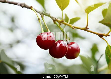 Cerises mûres accrochées à une branche de cerisier. Cerises dans le verger Banque D'Images