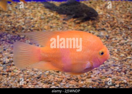 Le cichlid de perroquets de sang rouge nagent dans un réservoir de poissons. Il s'agit d'un hybride de poissons d'eau douce des midas et du cichlid de tête rouge. Le cichlid du perroquet de sang est un Banque D'Images