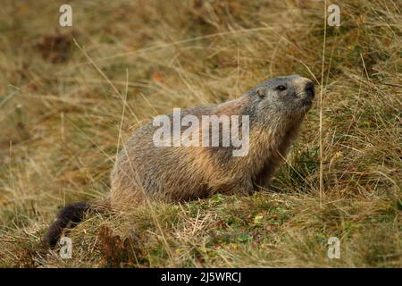 Marmotte alpine - Marmota marmota - assis dans l'herbe Banque D'Images