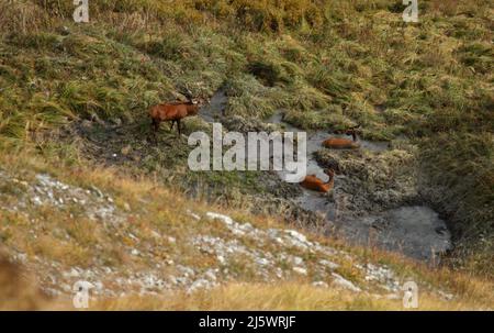 Cerfs rouges mâles et femelles qui se battent dans la boue en automne pendant la rout Banque D'Images