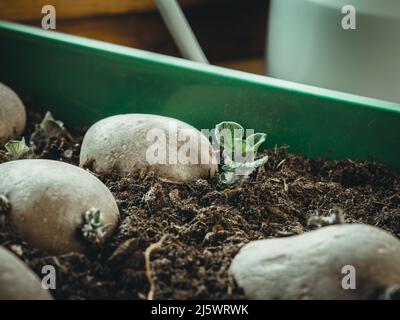 l'image montre comment préparer des pommes de terre pour la plantation; comment faire pour chit des pousses de pommes de terre dans un plateau; les yeux de pommes de terre produisant de jeunes pousses pour des pommes de terre cultivées à la maison; comment Banque D'Images