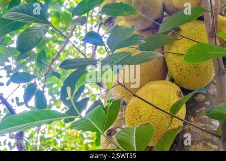 Gros plan de jackfruit, jaca accroché à un arbre de jackfruit. Espèce Artocarpus heterophyllus. Zanzibar, Tanzanie Banque D'Images