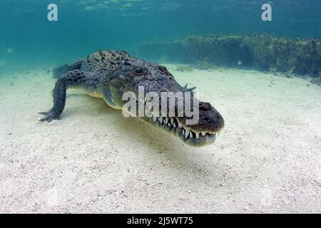 Crocodile américain (Crocodylus acutus), Banco Chinchorro, Quintana Roo, Mexique, Amérique Banque D'Images