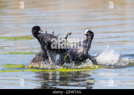 Mâles Coots (Fulica atra) qui se battent sur le territoire. Banque D'Images