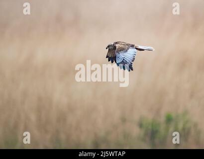 Marais mâle Harrier (cirque aeruginosus) à la recherche de proies Banque D'Images