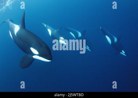 Un groupe Orcas, épaulards (Orcinus orca) sous l'eau, Tromso, Norvège, Océan Atlantique Nord, Europe Banque D'Images