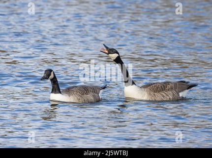 Bernaches du Canada (Branta canadensis) en démonstration en saison. Banque D'Images