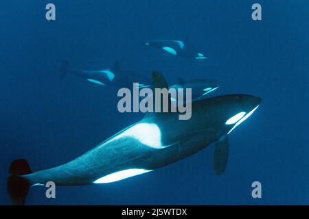 Un groupe Orcas, épaulards (Orcinus orca) sous l'eau, Tromso, Norvège, Océan Atlantique Nord, Europe Banque D'Images