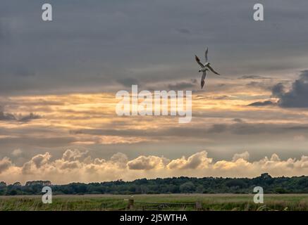 Deux goélands à tête noire (Chericocephalus ridibundus) survolent de près un lit East-Anglian redoré le soir au coucher du soleil. Banque D'Images