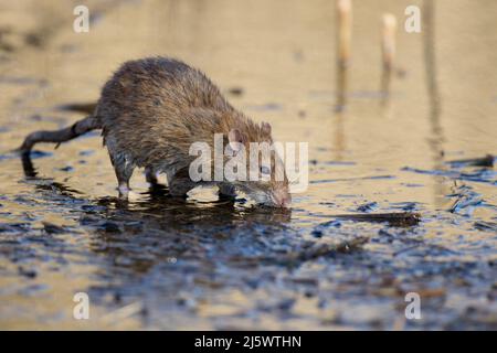 Rat brun (Rattus norvegicus) boire dans un étang. Une journée ensoleillée à la réserve naturelle de RSPB à Rainham Marshes dans l'Essex. Banque D'Images