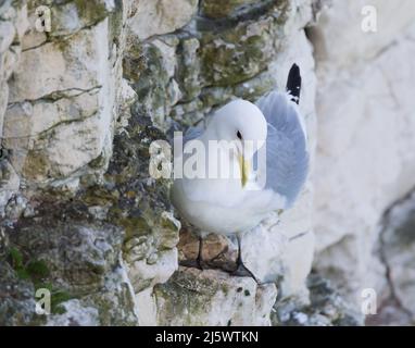 Kittiwake (Rissa tridactyla) debout sur un bord de lisière sur le côté d'une falaise Banque D'Images