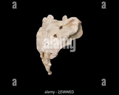 3d illustration du sacrum, illustration du squelette humain . anatomie de l'os du sacrum. icône, germon noir Banque D'Images