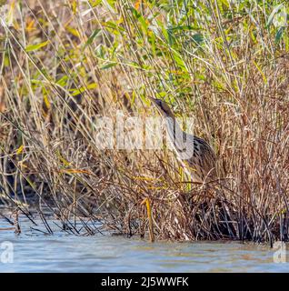 Bittern (Botaurus stellaris) dans les lits à lames Banque D'Images