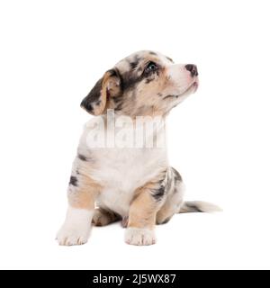 Corgi Cardigan homme isolés en blanc Banque D'Images