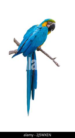 Bleu et jaune Macaw Ara ararauna isolé sur fond blanc. Banque D'Images