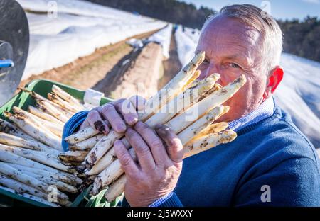 26 avril 2022, Mecklembourg-Poméranie occidentale, Nantow: Till Backhaus (SPD), ministre de l'Agriculture, de l'Environnement et de la protection du climat de Mecklembourg-Poméranie occidentale, sent un paquet d'asperges fraîchement coupées au début officiel de la saison d'asperges 2022 dans le Mecklembourg-Poméranie occidentale. La ferme de Nantow, près de Wismar, emploie sept employés permanents ainsi que jusqu'à 50 travailleurs saisonniers et récolte le légume polaire sur environ 20 hectares. Dans le Mecklembourg-Poméranie occidentale, un total de 15 fermes ont récolté 648 tonnes d'asperges sur une superficie de 166 hectares en 2021. Photo: Jens Büttner Banque D'Images