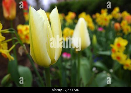 Parterre à fleurs aux couleurs gaières avec différentes fleurs printanières. Au premier plan une belle tulipe jaune-vert. Dans l'arrière-plan hors foyer jaune-orange Banque D'Images