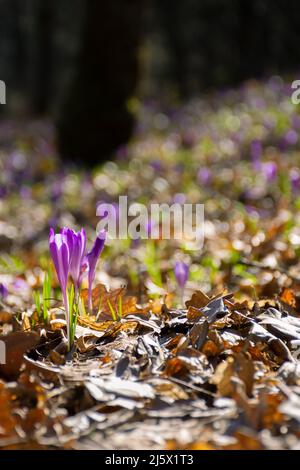 fond de nature avec des fleurs de crocus. fleur violette de la flore du jardin un jour ensoleillé au printemps Banque D'Images