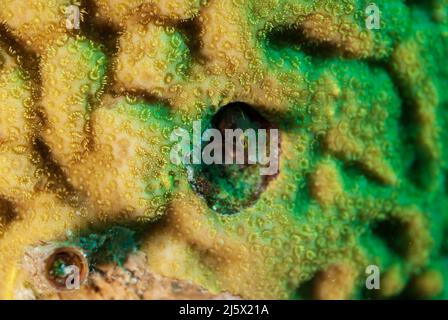 Petit blenny à selles se cachant dans un trou dans le corail Banque D'Images