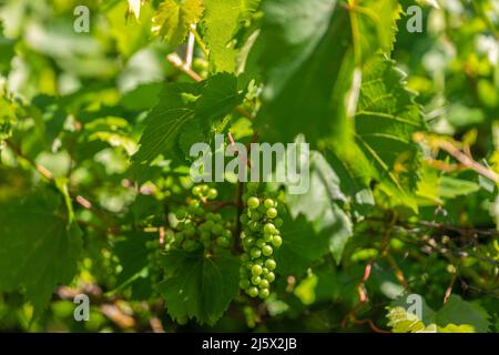 Grappe de raisins verts non mûrs en croissance. Jeunes raisins verts accrochés à la vigne avec des feuilles vertes dans le jardin biologique. Banque D'Images