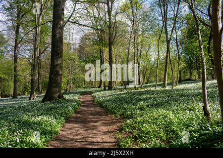 Chemin menant à travers une forêt de campagne anglaise flanquée d'ail sauvage et de cloches Banque D'Images