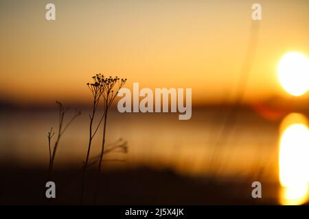 Coucher de soleil de printemps brillant à la réserve naturelle de Gaulosen, silhouette de plante morte et fond jaune flou Banque D'Images