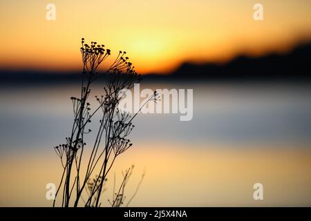 Coucher de soleil de printemps brillant à la réserve naturelle de Gaulosen, silhouette de plante morte et fond jaune flou Banque D'Images