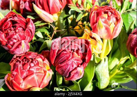 Bouquet coloré de tulipes; bec Tulpenstrauß Banque D'Images
