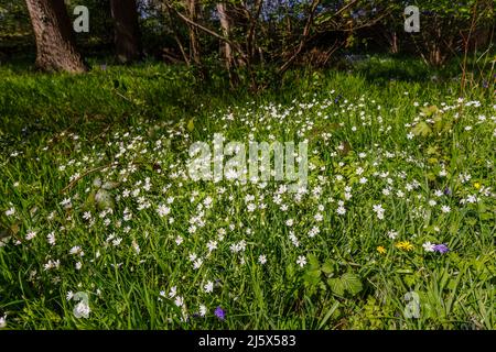 La croissance et la floraison du grand millepertuis (Stellaria holostea ou Rabelera holostea) au printemps près de Guildford, Surrey, dans le sud-est de l'Angleterre Banque D'Images