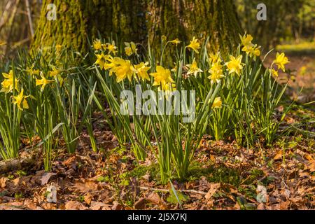 Jonquilles sauvages le long de la Daffodil sera près de Kempley dans la forêt de Dean Banque D'Images