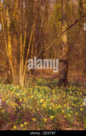 Jonquilles sauvages le long de la Daffodil sera près de Kempley dans la forêt de Dean Banque D'Images