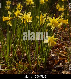 Jonquilles sauvages le long de la Daffodil sera près de Kempley dans la forêt de Dean Banque D'Images