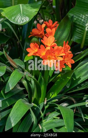 Clivia miniata - feuilles larges aux fleurs orange et jaune vif, une plante tropicale. Banque D'Images