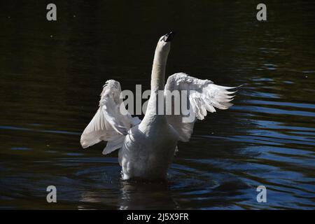 Un cygne muet répand ses ailes après un combat avec un autre cygne dans un parc du lac de Londres. Banque D'Images