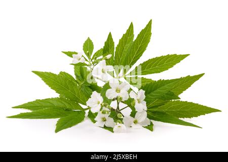 Fleurs de Coralroot pinnées isolées sur fond blanc Banque D'Images