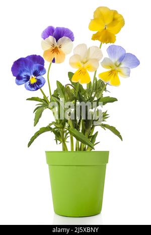 Vase mixte de fleurs de Pansy isolé sur fond blanc Banque D'Images